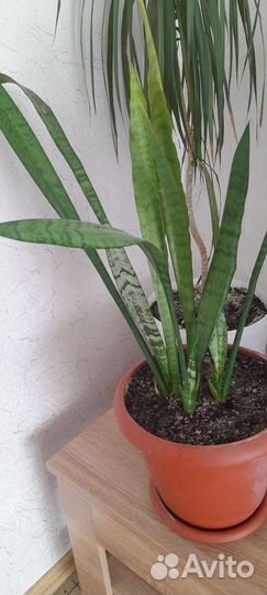 Сансевиерия