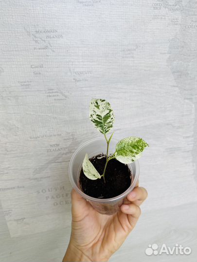 Фикус Эльдорадо