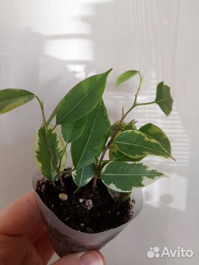 Фикус бенджамина пестролистный