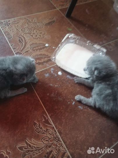 Вислоухие котята отдам
