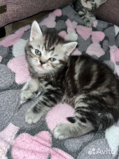 Шотландская