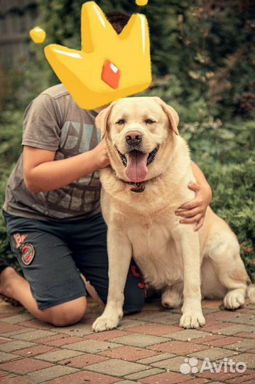 Щенки лабрадора РКФ