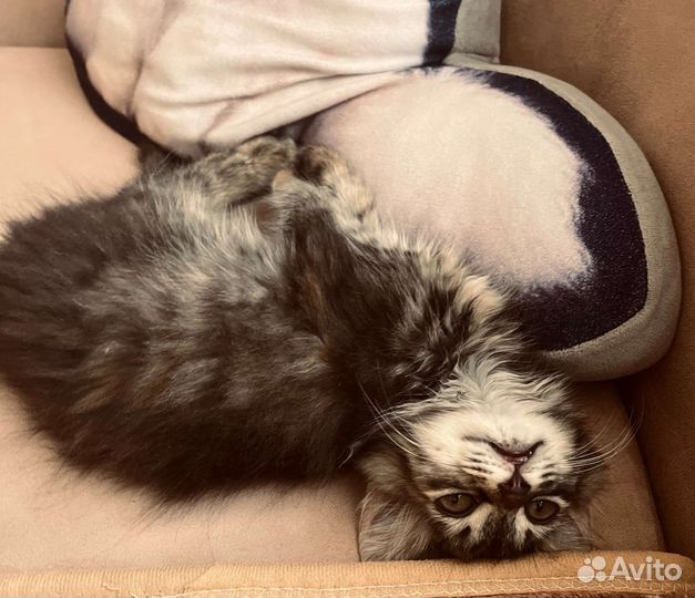 Маленькая кошечка