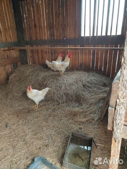 Молодые петухи