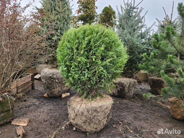 Туя брабант шар