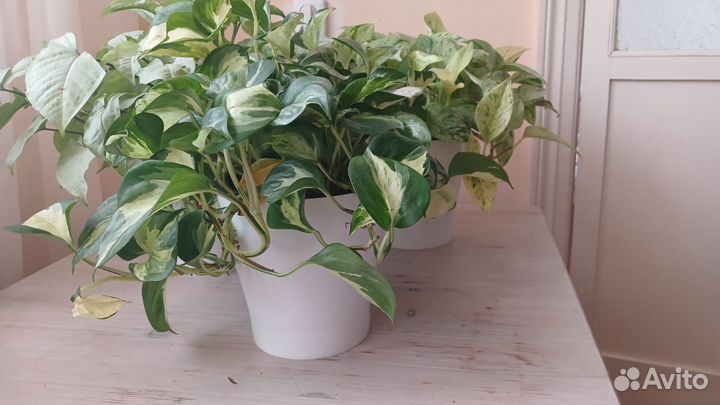 Сциндапсус, эпипремнум, сингониум