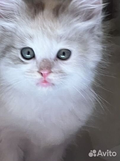 Котенок, девочка