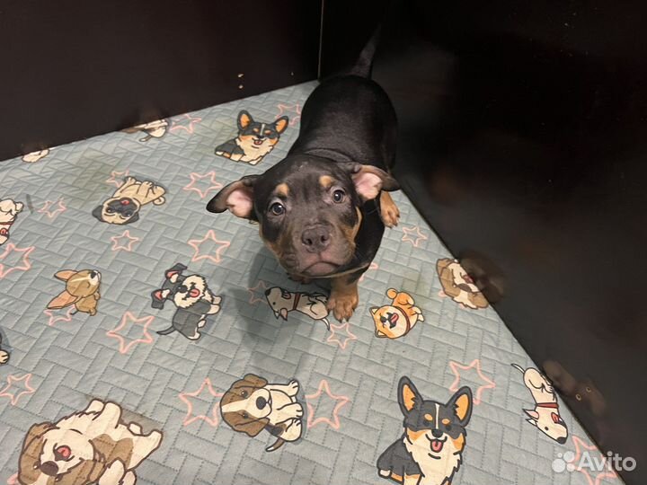 Американский булли классик