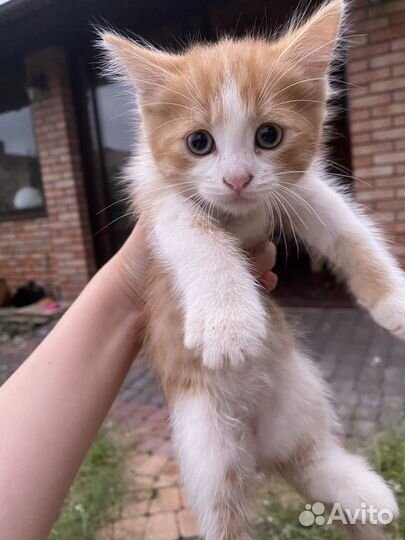 Котята рыжие бесплатно