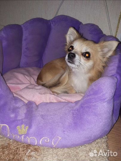 Вязка Чихуахуа