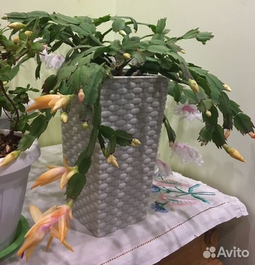 Декабрист (Шлюмбергера) желтый