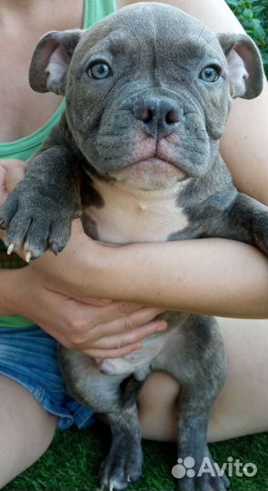 Булли малыши