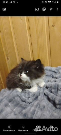 Котята в дар
