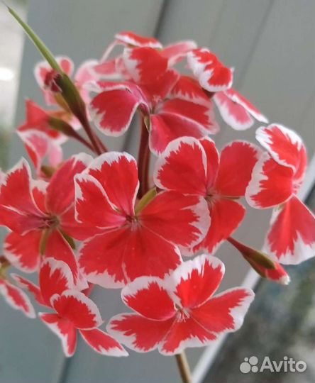 Пеларгония Mrs. Wren