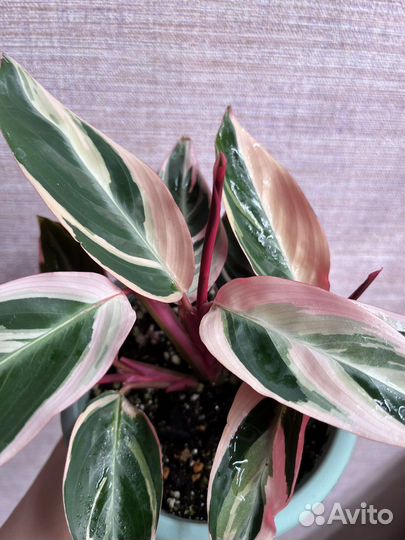 Строманта триколор