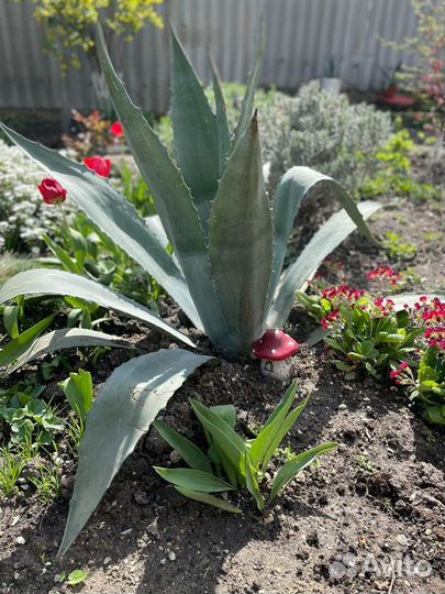 Красавицы Агавы огромные и маленькие