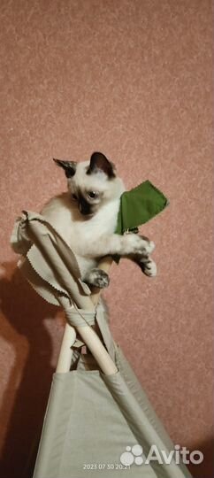 Тайская кошка