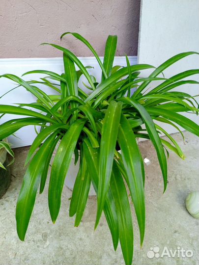 Толстянка, герань