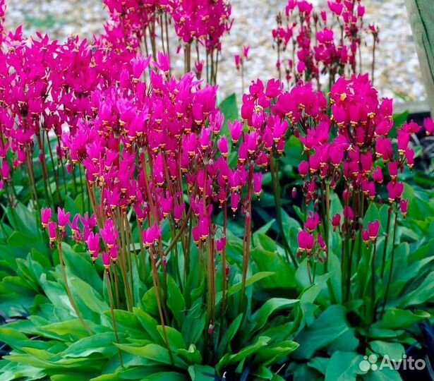 Додекатеон