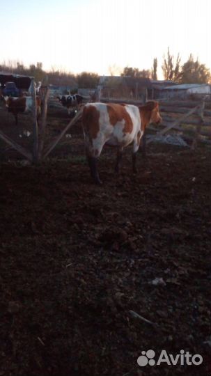 Телка стельная