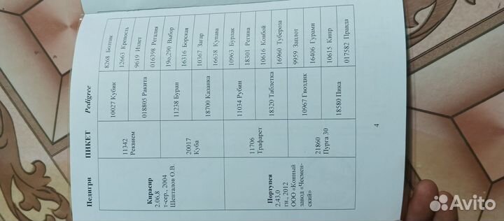 Жеребец орловский рысак