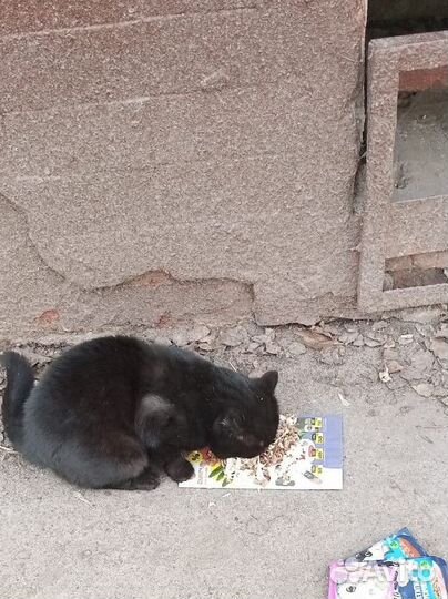 Домашнего кота бросили