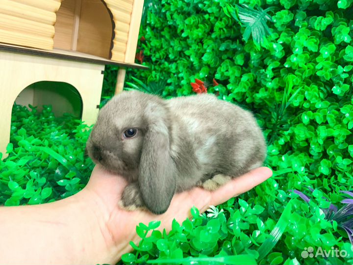 Карликовый кролик - Гермелин