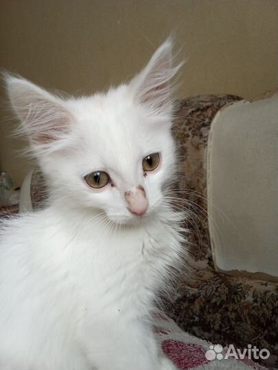 Котята в добрые руки даром бесплатно