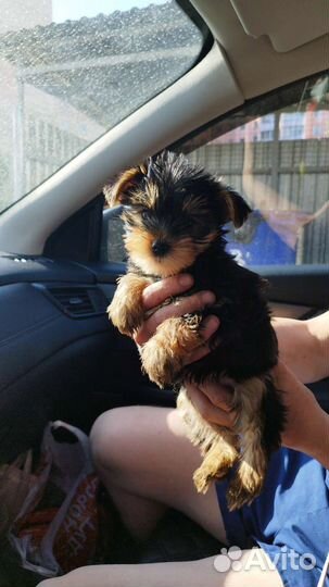 Йоркширские терьеры