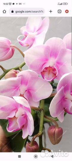 Орхидея фаленопсис