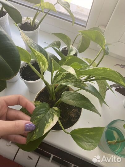 Сциндапсус золотистый