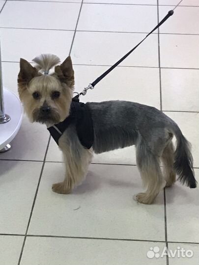 Груминг кошек и собак