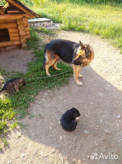 Щенки от немецкой овчарки