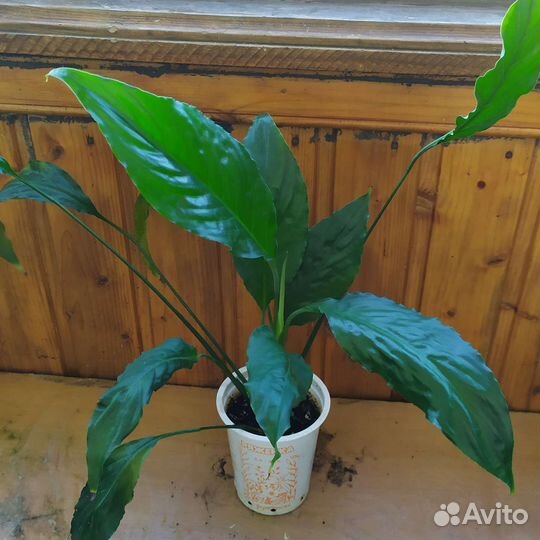 Спатифиллум Женское счастье