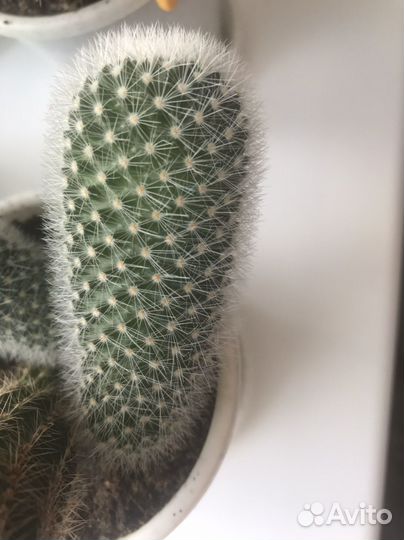 Клейстокактусы