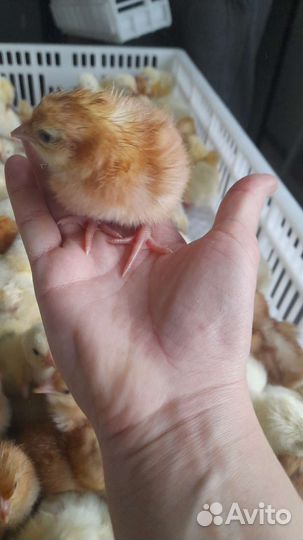 Цыплята Бройлер кобб 500