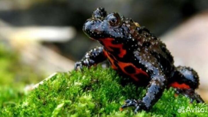 Лягушка жерлянка