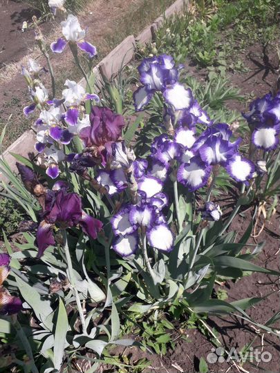 Ирисы