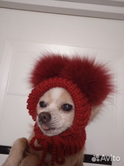 Шапочки для маленьких собак