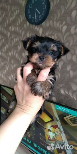 Йоркширские красавчики