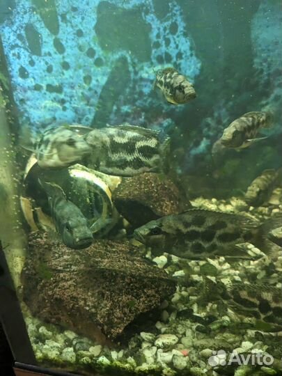 Аквариумные рыбки Золотой leopard