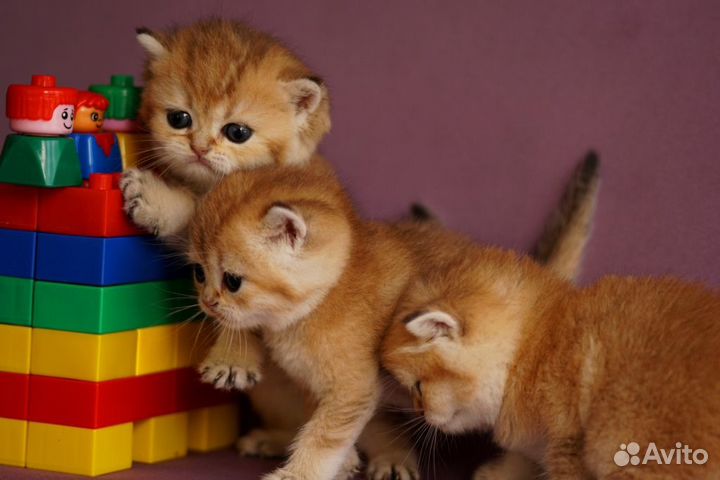 Золотые Шиншиллы- Альф, Аврора, Хипп и Снуффи