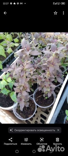 Вейгела Танго