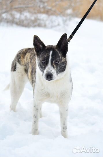 Щенок 7 мес девочка в добрые руки