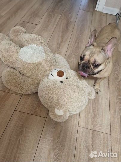 Зооняня, зоотакси, передержка животных