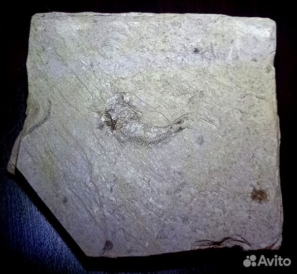 Окаменелая рыба