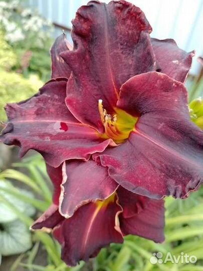 Лилейники сортовые1