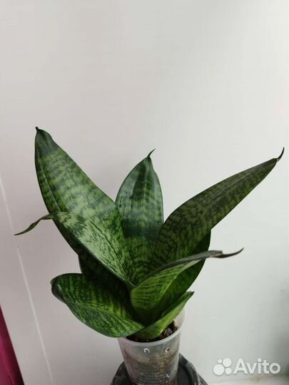 Сансевиерия Ханни