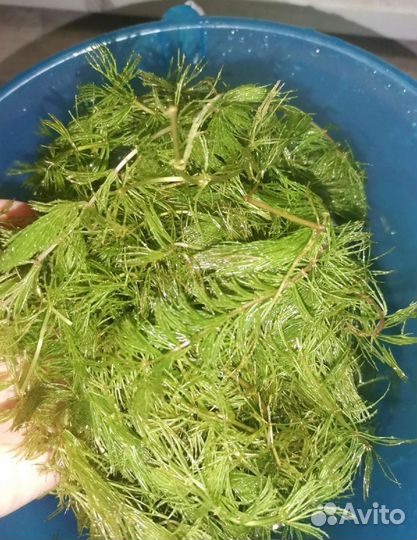 Водоросли для аквариума