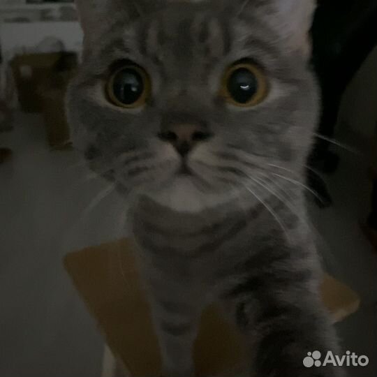 Кот Майот